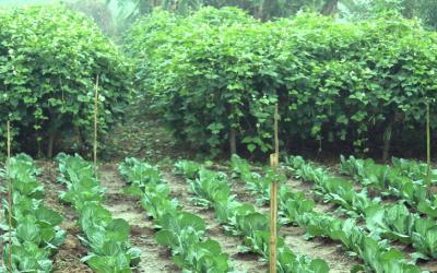 युवाउद्यमि कृषकका लागि तरकारी खेती तालिमको अवसर